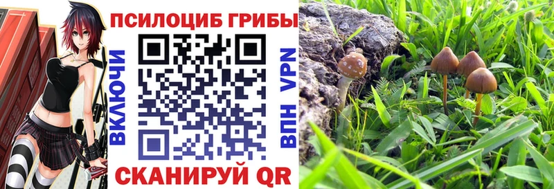 купить   Пучеж  Псилоцибиновые грибы прущие грибы 
